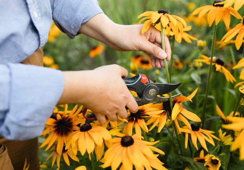 Don’t Risk Next Year’s BloomsHow to Cut Back Perennials the Right Way