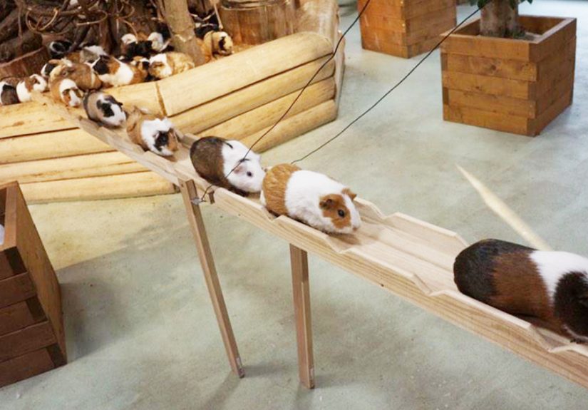 Guinea Pig Road In Japan During Rush Hour (VIDEO)