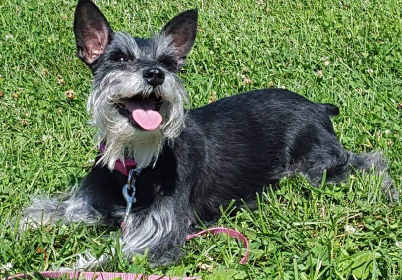 Hey Pandas, Post A Picture Of Your Pets!