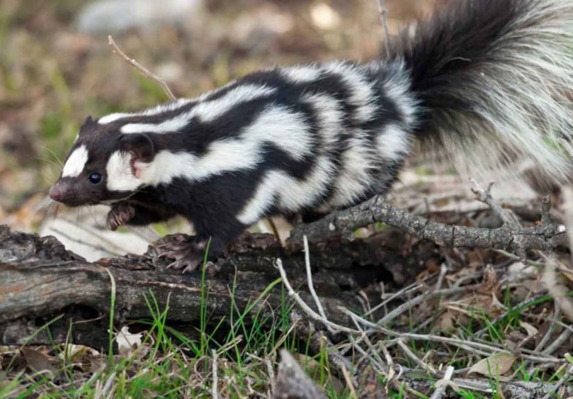 How Climate Change Shaped This Adorable Skunk’s Evolution