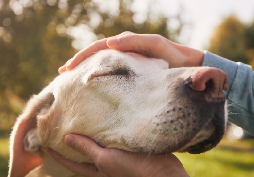 How Old Is My Dog? Dog Years to Human Years & Dog Age Calculator