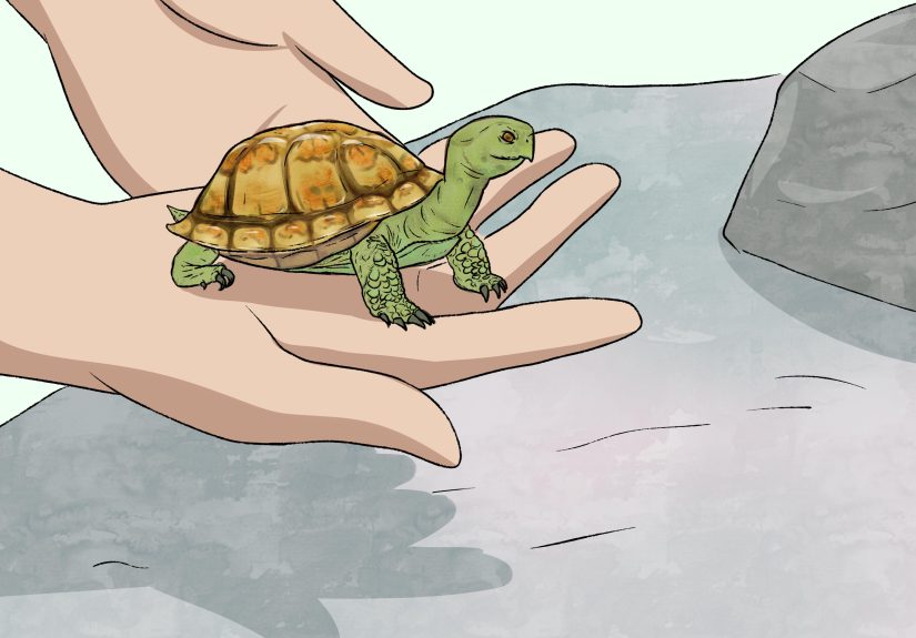 How to Care for Your Box Turtle: 15 Steps