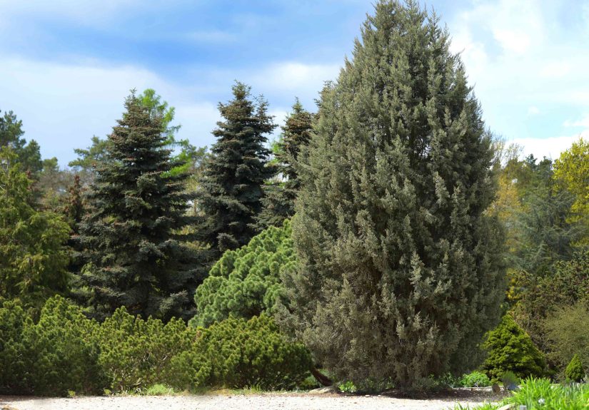 How to Grow and Care for Arizona Cypress