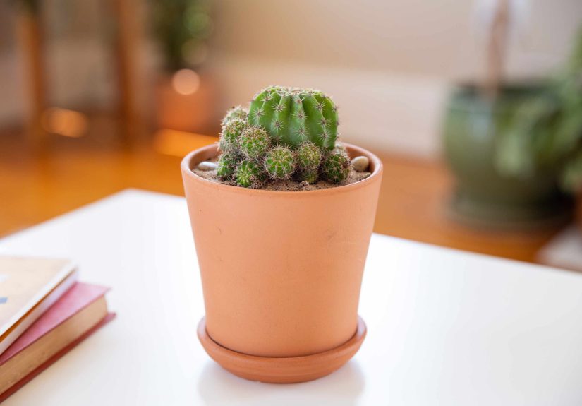 How to Grow and Care for Ball Cactus