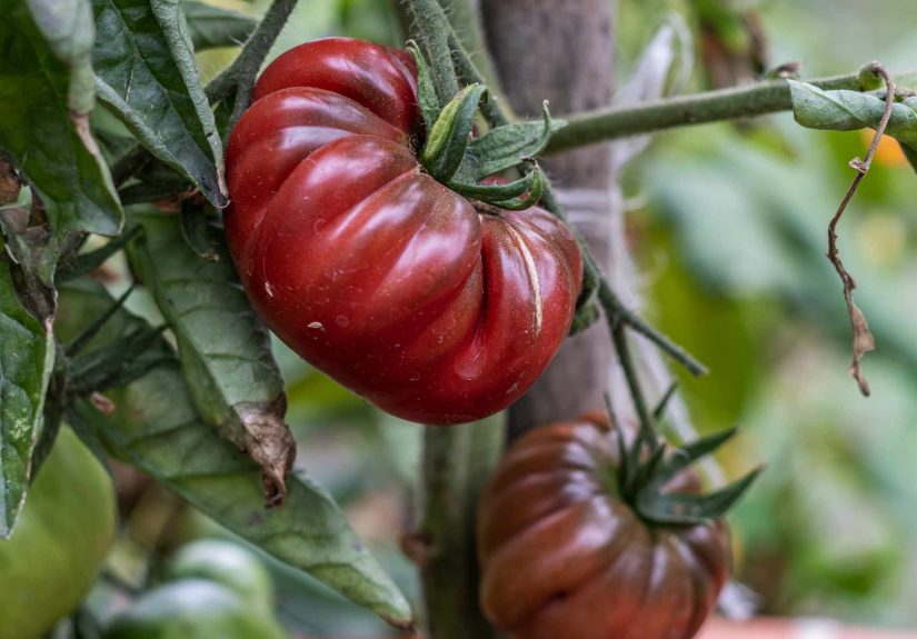 How to Grow and Care for Black Krim Tomato