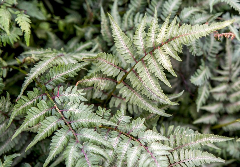 How to Grow and Care for Japanese Painted Ferns