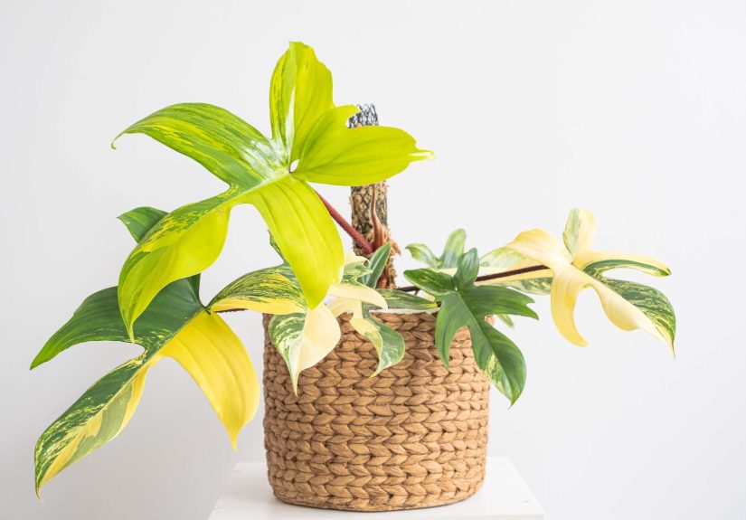 How to Grow and Care for Philodendron Florida Beauty