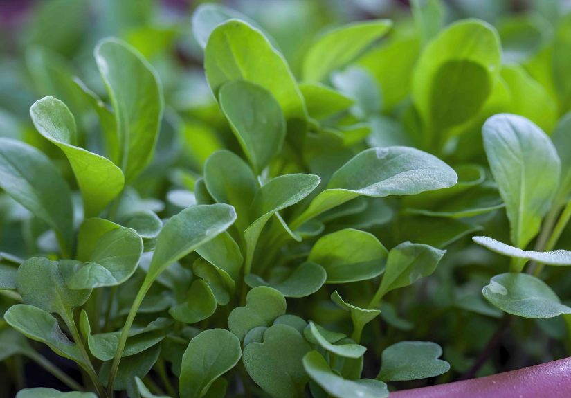 How to Grow and Care for Watercress