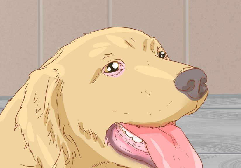 How to Help Your Dog Through a Stroke: 18 Must-Know Tips