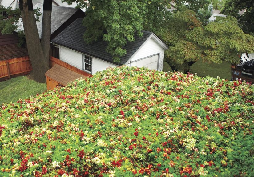 How to Install a Green Roof