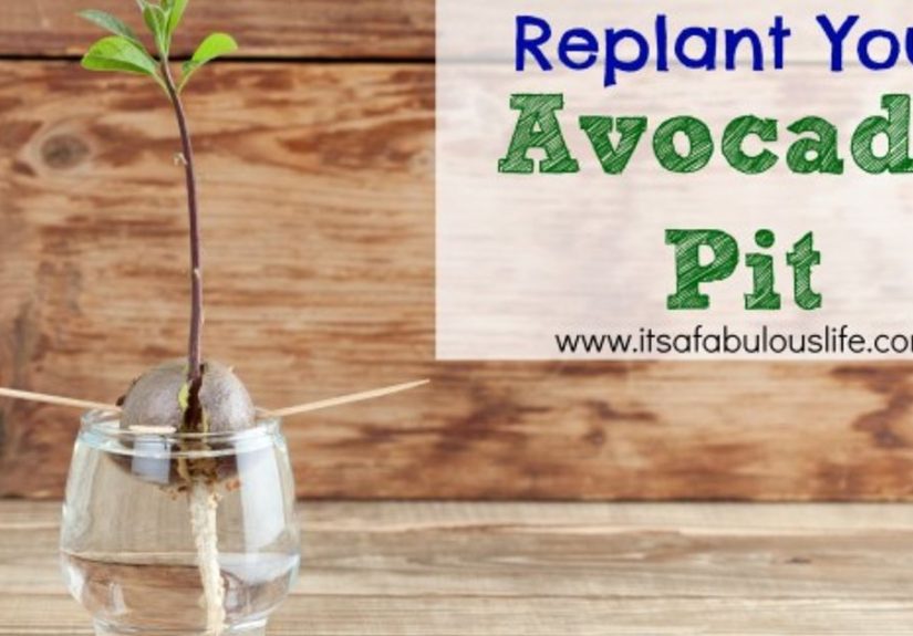 How To Replant Your Avocado Pit