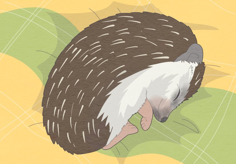 How to Take Care of a Hedgehog: Feeding, Housing, & More