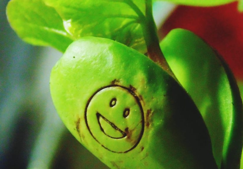 It Turns Out Plants Have Had Voices This Whole Time