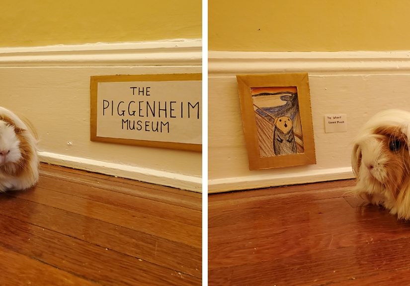 I&rsquo;ve Made A Fine Art Museum For My Guinea Pig, And She Seems To Have Enjoyed It