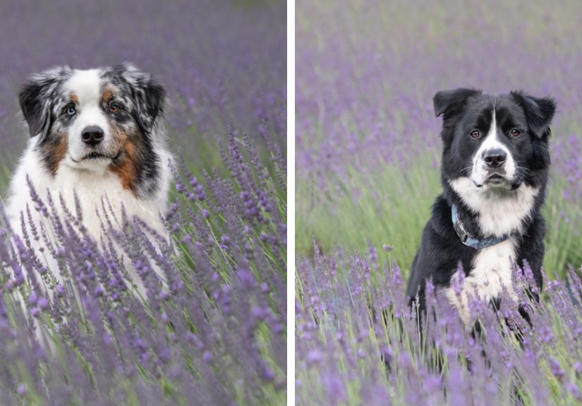 My Collection Of Photos Of Dogs In Lavender Fields That I Took (21 Pics)