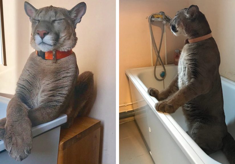 Puma Rescued From A Contact-Type Zoo Lives As A House Cat