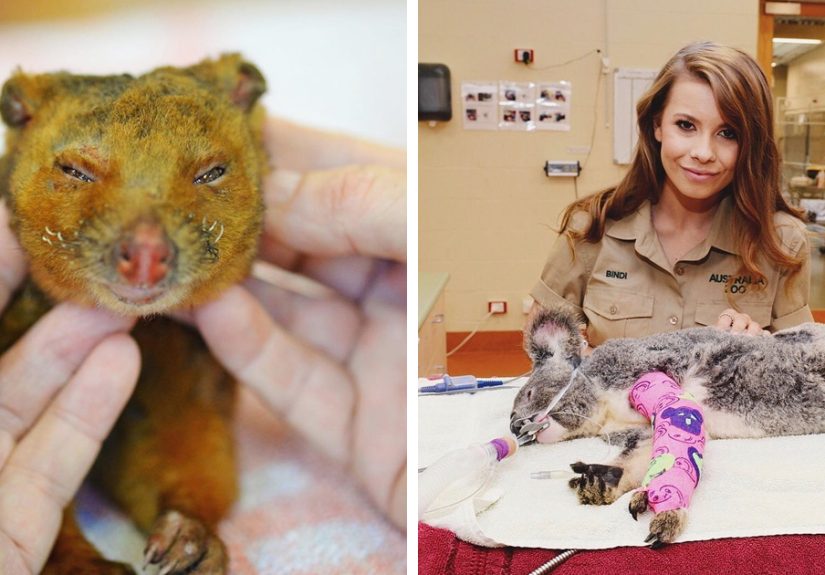 Since Half A Billion Animals Were Potentially Lost In Australian Bushfires, The Irwin Family Stepped In And Already Helped Over 90,000 Animals