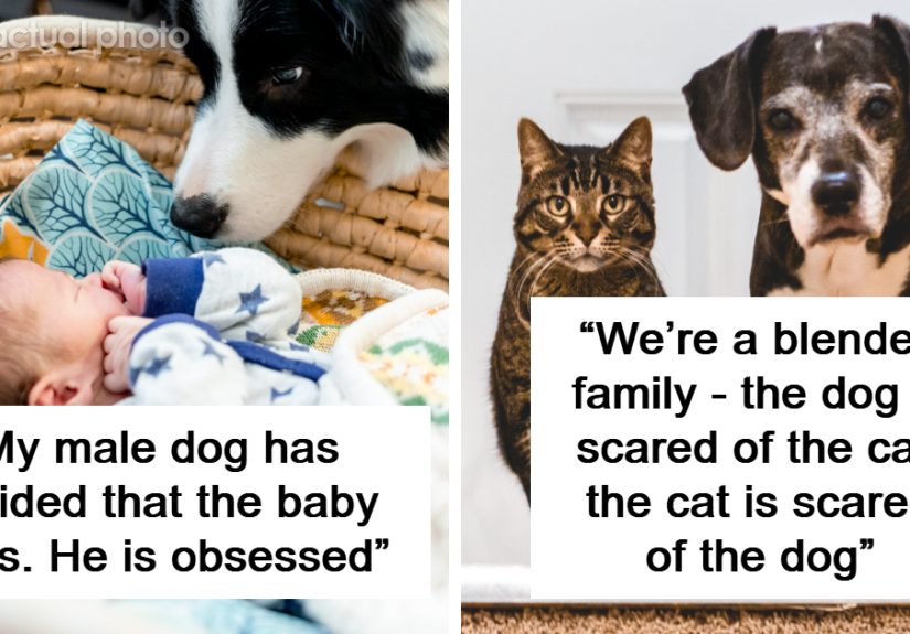 “The Cat 100% Knows What He’s Doing”: 47 People Share The Funny And Ridiculous Drama Between Their Pets