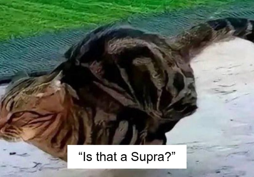 These 50 Cat Pics Made Their Owners Laugh Out Loud And They Might Work On You Too