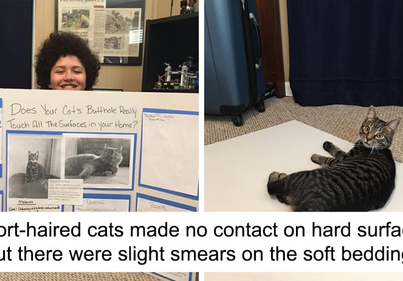 This 6th Grader Wanted To See How Many Surfaces Your Cat’s Butt Touches In Your Home, So He Did An Experiment