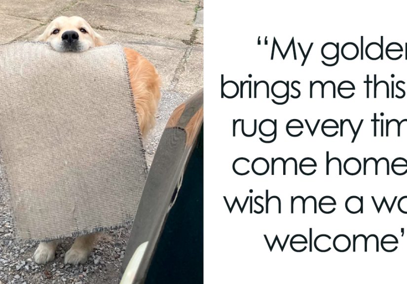 “Told My Wife I Didn’t Want Another Dog, I Was Wrong”: 50 Precious Photos Of Dogs That Will Melt Your Heart