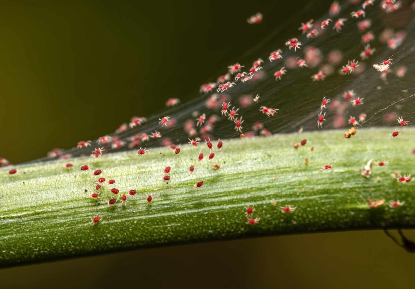 We Asked Gardeners If Neem Oil Works on Spider MitesAnd They All Agreed