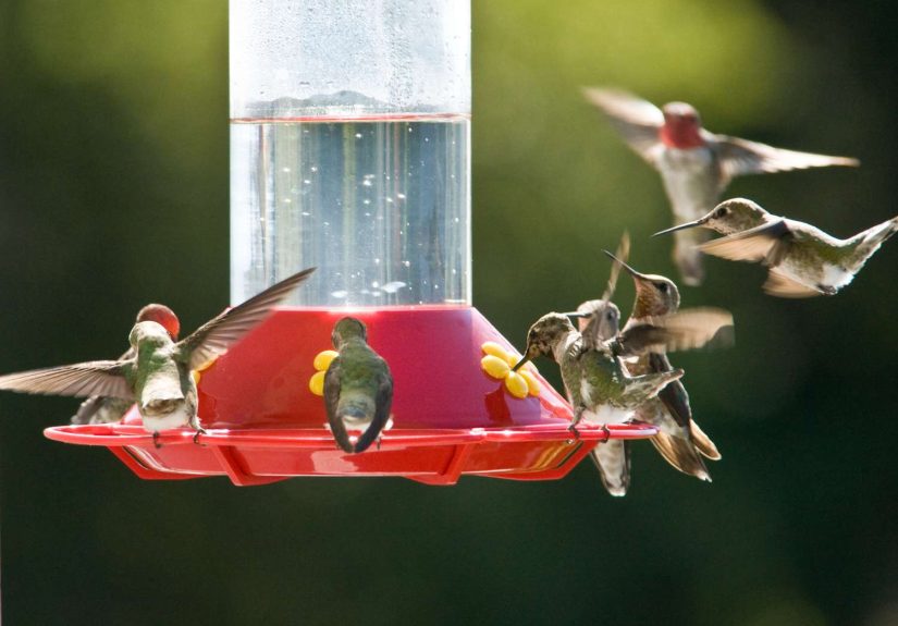 When Is the Best Time to Put Out Your Bird Feeders?