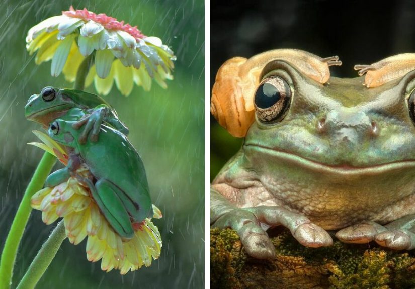 30 Adorable Frog Pictures By Ajar Setiadi That He Took Near His House