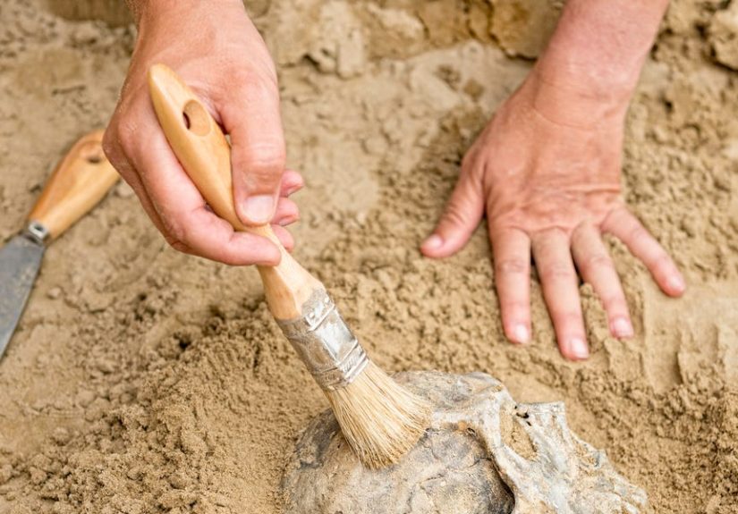 A Fossil Hunter's Chance Jawbone Find May Rewrite Human Migration