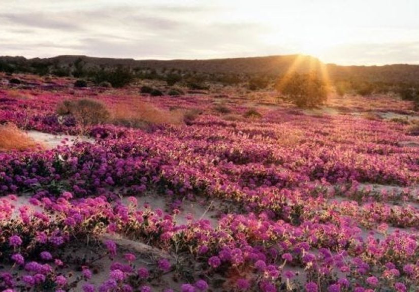 Anza-Borrego Desert Flowers - Anza-Borrego Desert