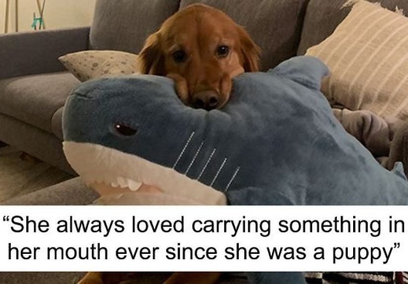 Here Are 25 Photos Of The Dog Who Won’t Leave Her House Without One Of Her Plushies