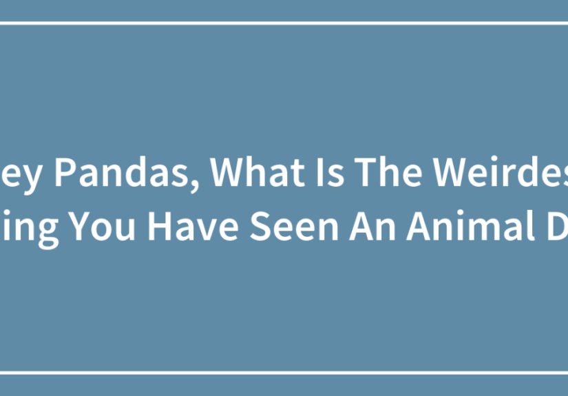 Hey Pandas, What Is The Weirdest Thing You Have Seen An Animal Do?