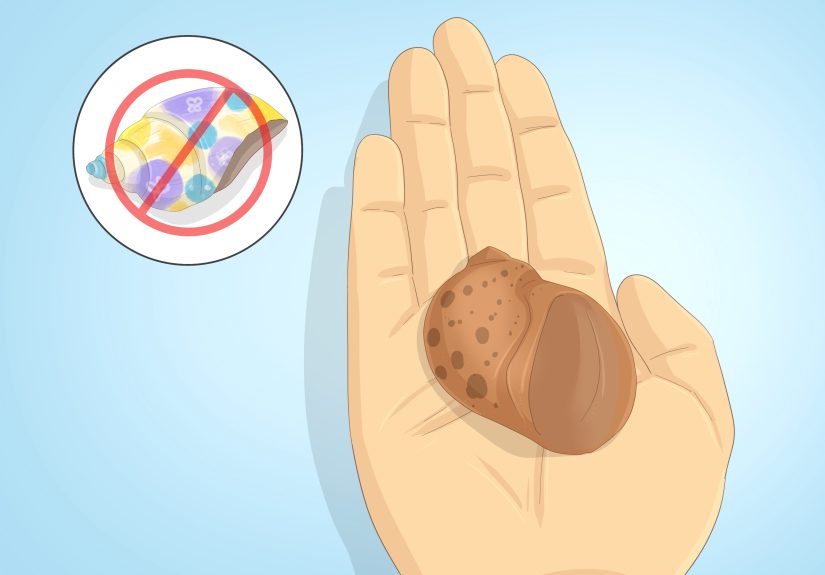 How to Care for Molting Hermit Crabs