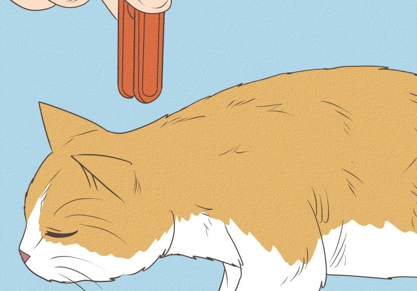 How to Deactivate Your Cat: 8 Steps