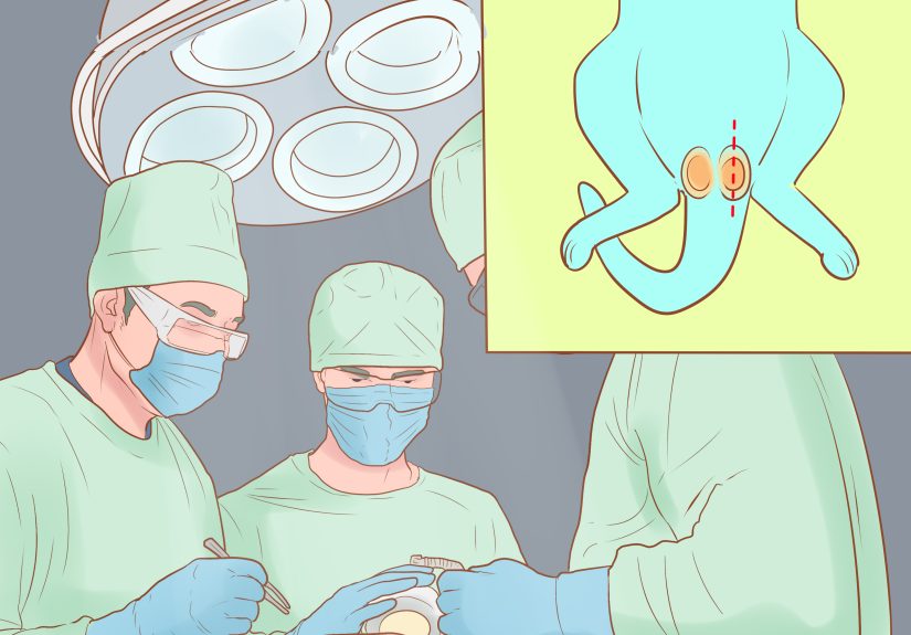 How to Get Help for a Cat Hit by a Car: 11 Steps