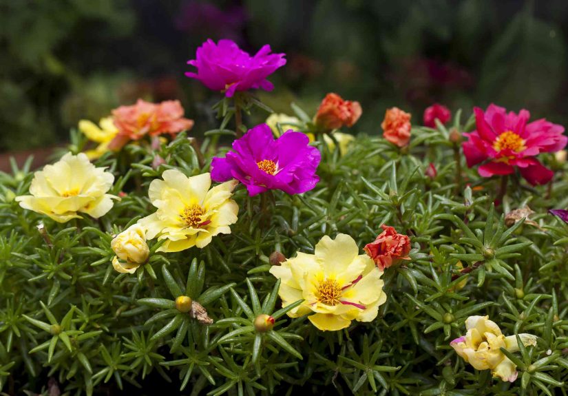 How to Grow and Care for Portulaca Flowers As a Beginner