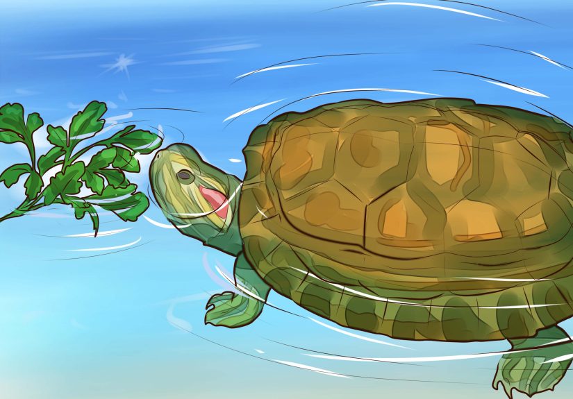 How to Know What to Feed a Turtle: 9 Steps