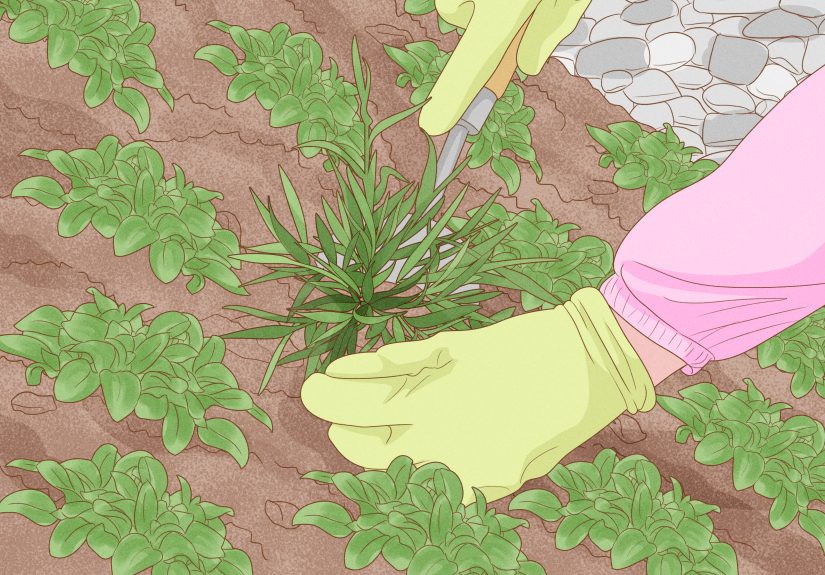How to Plant on a Slope: 11 Steps