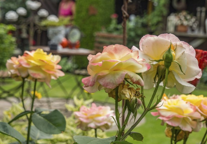 Introducing the 2026 Garden Color of the Year