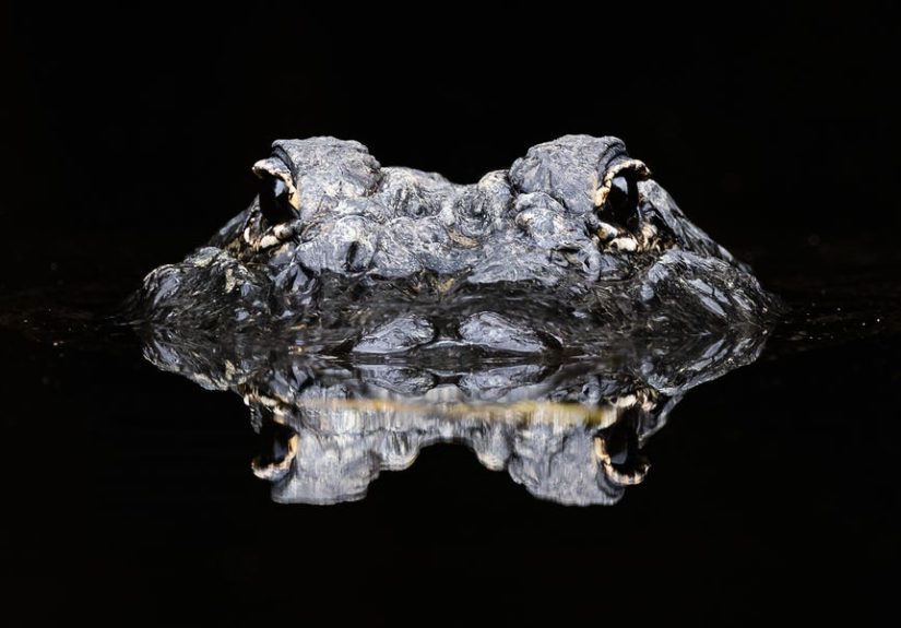Scientists Found Two New Crocodile Species Hiding in Plain Sight