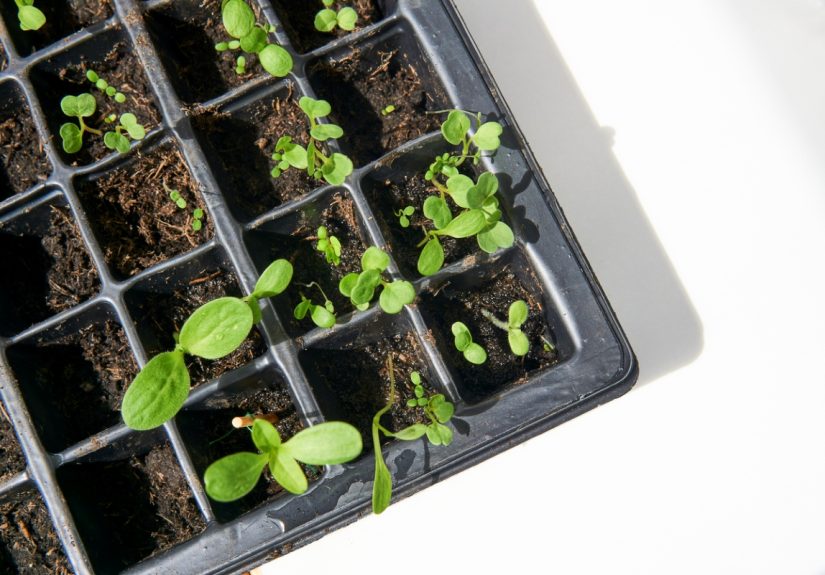 Starting Seedlings? The 5 Best Spots in Your Home for Successful Starts