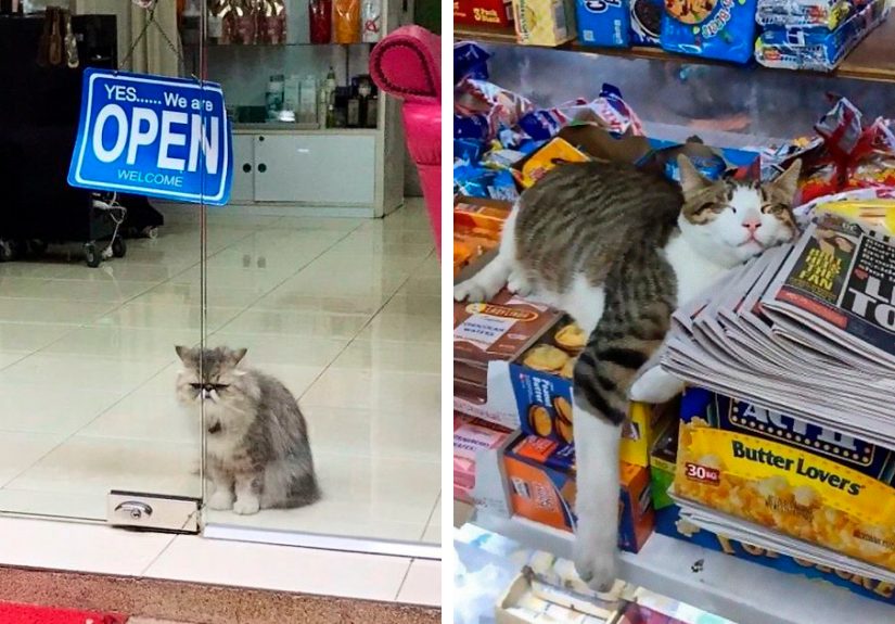 This Twitter Account Collects Photos Of Cats In Small Shops Looking Like They Own The Place