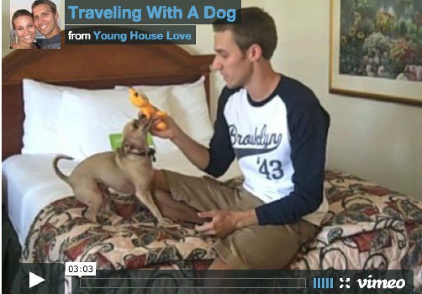 Tips For Traveling With A Dog