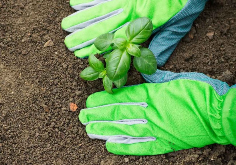 When is the Best Time to Start Growing a Garden?