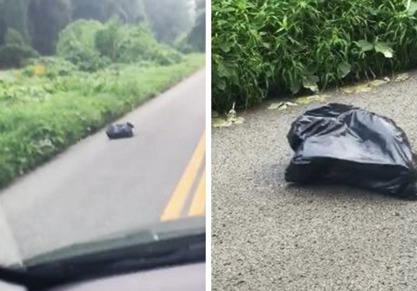 Woman Sees A Moving Garbage Bag On The Road, Stops Her Car To Save It
